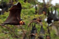 Indian flying fox