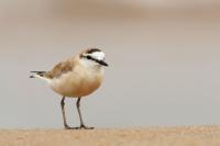 Charadrius marginatus