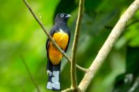 Trogon melanocephalus