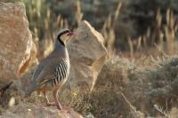 Cyprus FAUNA