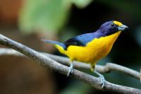 Euphonia violacea