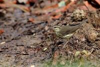 Parkesia noveboracensis