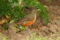 Turdus rufiventris