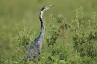 Ardea melanocephala