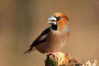 Coccothraustes coccothraustes