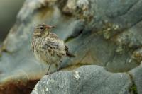 Anthus petrosus