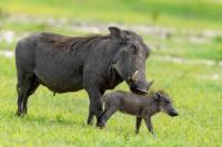 Common warthog