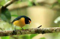 Euphonia minuta