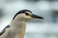 Nycticorax nycticorax