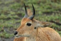 Bohor reedbuck