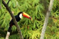 Ramphastos toco