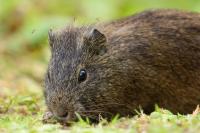 Brazilian guinea pig