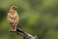 Buteo buteo vulpinus 