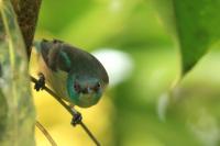 Dacnis venusta