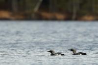 Gavia arctica