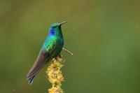 Colibri thalassinus