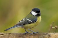 Parus major