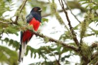 Trogon surrucura