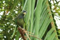 Pionus maximiliani