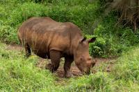 White rhinoceros