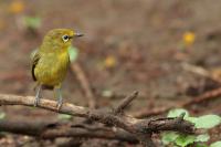 Zosterops senegalensis