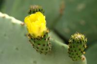 Cyprus FLORA