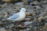 Larus bulleri 