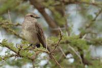 Muscicapa adusta