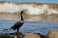 Phalacrocorax brasilianus