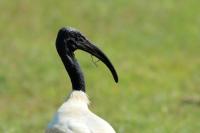 Threskiornis melanocephalus