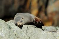 New Zealand sea lion