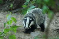 European badger