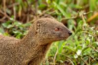 Egyptian mongoose