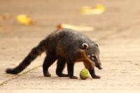 South American coati