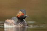 Podiceps nigricollis