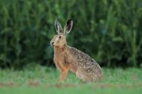 European hare