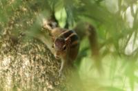 Indian palm squirrel