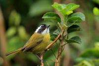 Chlorospingus pileatus