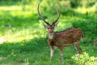 Chital