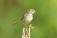 Cisticola marginatus