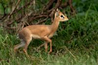 Kirk's dik-dik