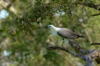 Haliaeetus leucogaster