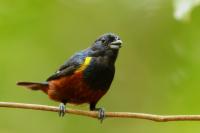 Euphonia pectoralis