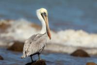 Pelecanus occidentalis