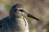 Calidris canutus