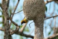 Ploceus philippinus