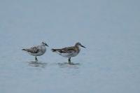 Calidris tenuirostris