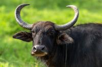 Wild water buffalo