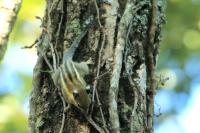 Siberian Chipmunk