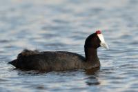 Fulica cristata